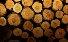 Forestry